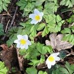 Anemone nemorosa 花