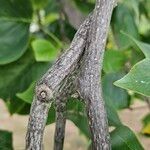 Liriodendron tulipifera Bark