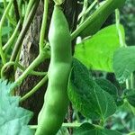 Phaseolus vulgaris Frucht