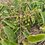 Grewia trichocarpa Fruit