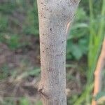 Ipomoea carnea Bark