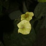 Desmodium purpusii Blüte