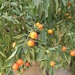 Solanum pseudocapsicum Плід