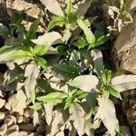 Persicaria hydropiper Leaf