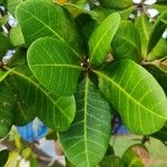 Anacardium occidentale List