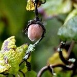 Corylus avellana Fruit