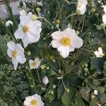 Anemone hupehensis Blatt