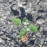 Chenopodium vulvaria Leaf