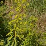 Euphorbia esula Habit