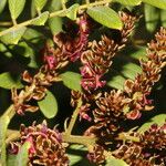 Lonchocarpus rugosus Flower