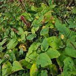 Bistorta amplexicaulis Habitus
