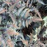 Athyrium niponicum Лист