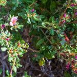 Frankenia pulverulenta Hábito