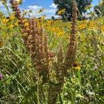 Rumex crispusFlors