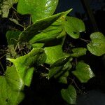 Vitis tiliifolia List