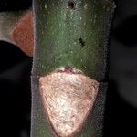 Cecropia obtusa Rusca