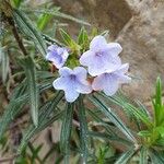 Lithodora zahnii Flor