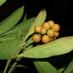 Citharexylum macradenium Fruit