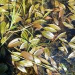 Potamogeton polygonifolius Leaf