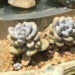 Pachyphytum oviferum Habitus