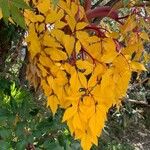 Myrrhidendron donnellsmithii Leaf
