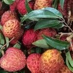 Litchi chinensis Fruit