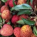 Litchi chinensis ഫലം