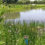 Schoenoplectus pungens Habitat