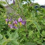 Solanum dulcamara Fiore