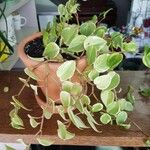 Peperomia scandens Leaf