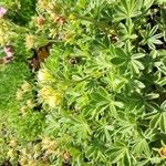 Potentilla grammopetala Flor