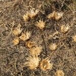 Centaurea salonitana Fruit