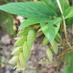 Flemingia strobilifera Feuille