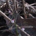 Dianthera comata Fleur