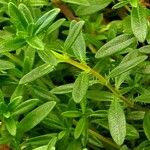 Thymus longicaulis 葉