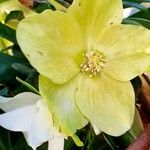 Helleborus niger Virág