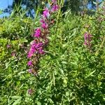 Lythrum virgatumFlower