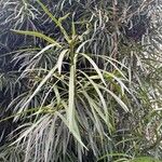 Podocarpus salignus Blad