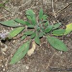 Phacelia mutabilis Hàbitat