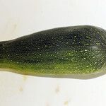 Cucurbita pepo Fruto