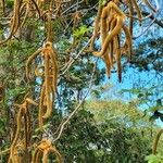 Handroanthus chrysotrichus Fuelha