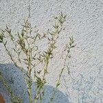Lactuca serriola Flower