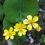 Ranunculus thora Bloem