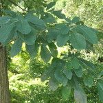 Sassafras albidum Leaf