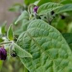 Capsicum pubescens Hoja