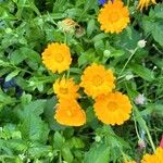 Calendula stellata Bloem