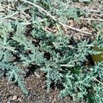 Citrullus colocynthis Hoja