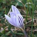 Crocus biflorus Fleur