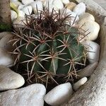 Echinocactus texensis 葉