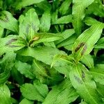 Persicaria odorata Folha